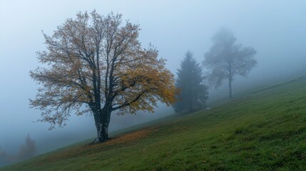 Fototapeta premium Foggy Autumn Meadow, Lone Tree, Misty Landscape