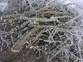 Winterzeit bei Frost, beste Zeit für Baumschnitt