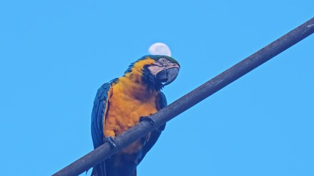Macaw canind&eacute;, a beautiful and friendly Macaw canind&eacute; showing all its friendliness on a street in a city in the interior of Brazil. 4k.