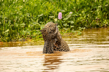 Yaguarete con cria © Tomas