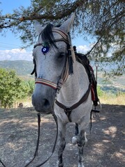 Fototapeta premium horse in the stable