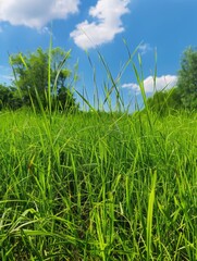 Obraz premium A sunlit field of green grass with tall stems and a few weeds, under a blue sky.