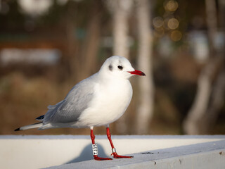 Black-headed Gull in a resting robe, marked with a wedding ring, standing on the railing of a pier in Gdynia