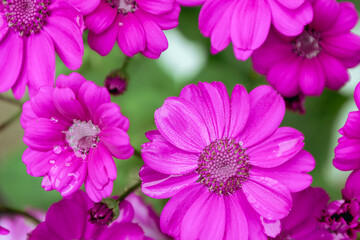 Close-up of magenta Cineraria blossoms with green foliage. Floral detail, spring, garden.