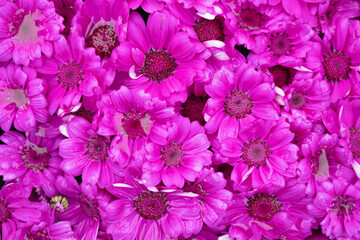 Dense cluster of vibrant magenta Cineraria flowers. Floral texture, background, spring.
