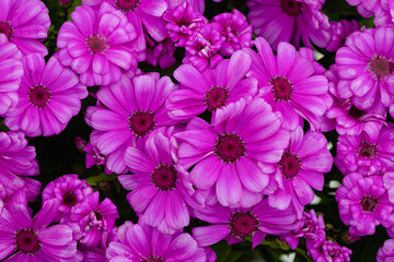 Magenta Cineraria flowers in a close-up arrangement. Floral, spring, vibrant, background.