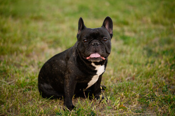 Portrait of cute black french bulldog sitting on grass during walk in meadow in park. Pet products concept, dog walking