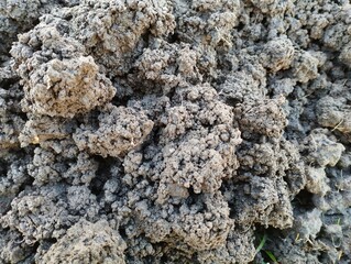 Background of loose soil. Mole loosened black soil on the field.