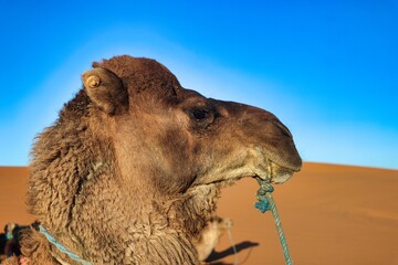 Sahara Desert, Morocco