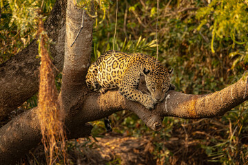 Yaguarete en Arbol © Tomas
