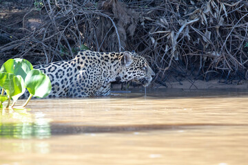 Yaguarete en Pantanal © Tomas