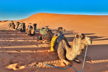 Sahara Desert, Morocco