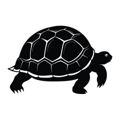 Tortoise silhouette on white background