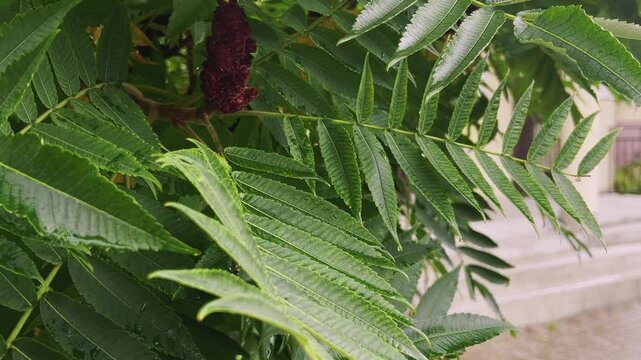 Raindrops fall on the green leaves of the Rhus typhina, the staghorn sumac tree.