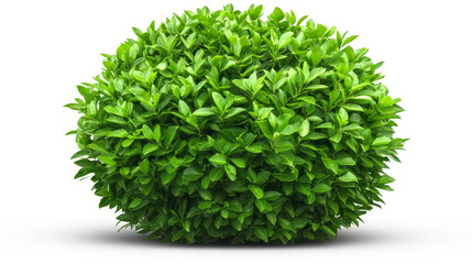 A Perfectly Shaped Round Green Bush - Lush green foliage, symbolizing growth, nature, perfection, harmony, and renewal.  A vibrant image of a healthy, perfectly formed shrub.
