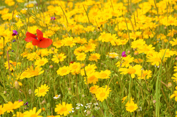 Primavera