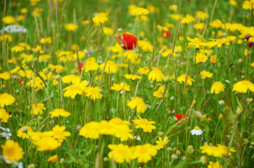 Primavera