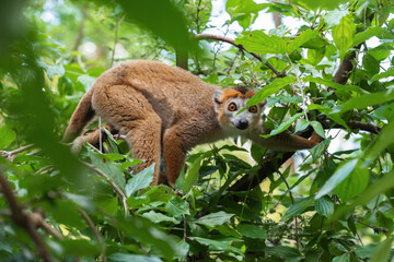 Obraz premium An adult crowned lemur (Eulemur coronatus) among the green foliage on the tree