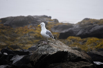 A striking image of a Seagull perched on the rugged rocky coastline of Maine. The birds white feathers contrast beautifully with weathered gray rocks, capturing the essence of the wild seashore. 