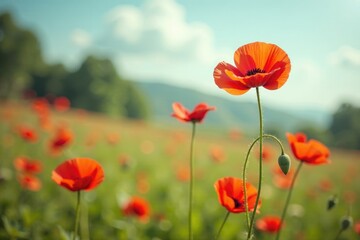 Obraz premium Delicate poppy flowers blooming in a serene meadow, blossoms, vintage