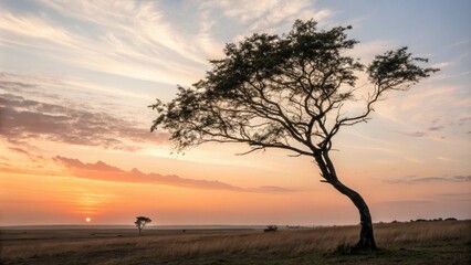 Fototapeta premium Gentle breeze stirs the leaves of a lone tree as the sun dips into the distance, nature, serenity, beauty, sunlight, color
