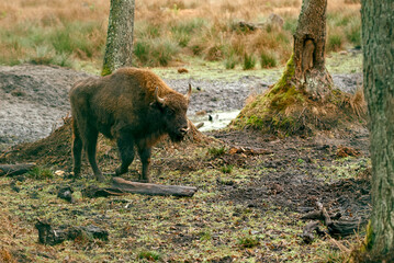 Close-Up of a European Bison in Forest.
