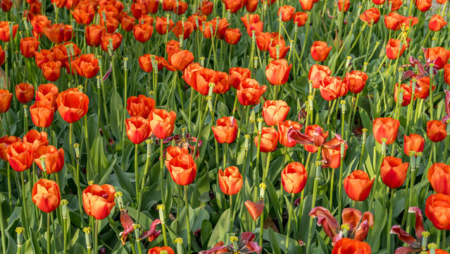Vibrant orange tulips in full bloom