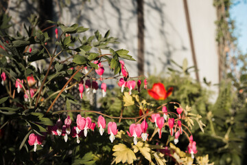Lamprocapnos spectabilis, commonly called bleeding heart or Asian bleeding heart, sunny day, selective focus.