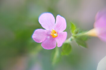 Flowers of bacopa, sutera cordata, ornamental perennial plant with lilac violet flowers