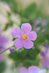 Flowers of bacopa, sutera cordata, ornamental perennial plant with lilac violet flowers