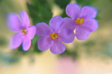 Obraz premium Flowers of bacopa, sutera cordata, ornamental perennial plant with lilac violet flowers