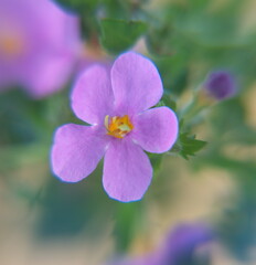 Obraz premium Flowers of bacopa, sutera cordata, ornamental perennial plant with lilac violet flowers