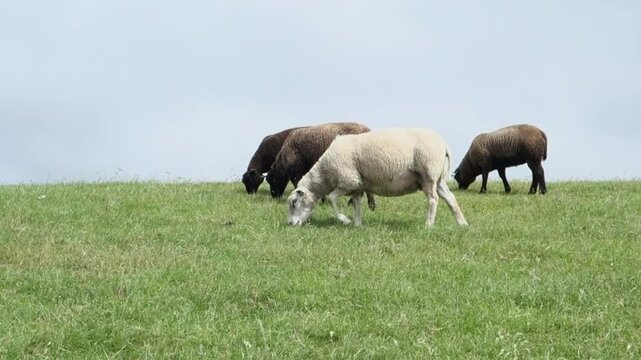 Terschelling Friesland The Netherlands Black and white sheep graze a dike on the south side of the island.