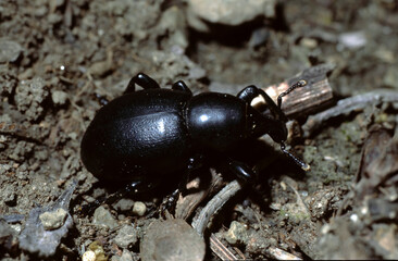 Liparus dirus Liparus dirus is a species of weevil in the family Curculionidae