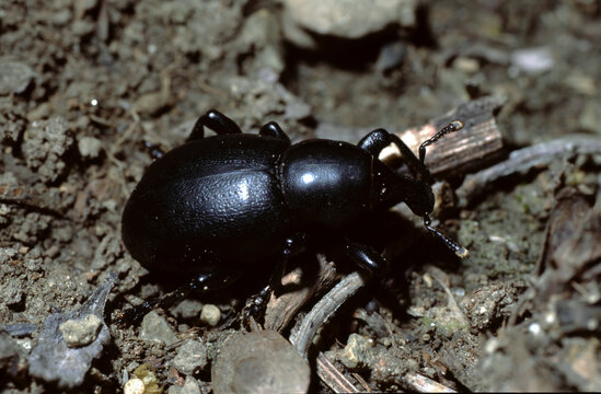 Liparus dirus Liparus dirus is a species of weevil in the family Curculionidae