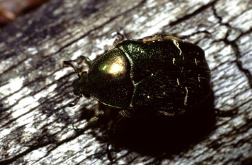 Cetonia aurata or  rose chafer or the green rose chafer shimering metallic