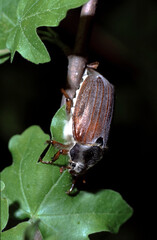 Melolontha melolontha or  common cockchafer also Maybug - female beetle