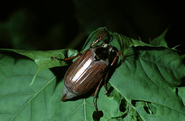 Melolontha melolontha or  common cockchafer also Maybug- male beetle