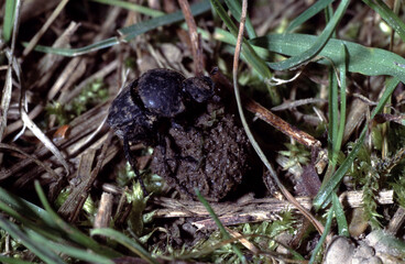 Sisyphus Schaefferi is a species of dung beetle on a dung ball