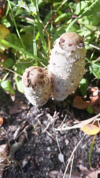The young fruit bodies of Coprinus comatus, or shaggy ink cap, lawyer's wig, shaggy mane fungus growing on lawn. Vertical video.