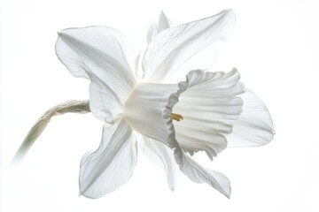 Obraz premium Delicate daffodil blooms gracefully against a pristine white background, showcasing intricate details and soft lighting in a studio setting