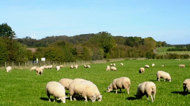 County Durham England UK
Sheep graze the pastures of County Durham