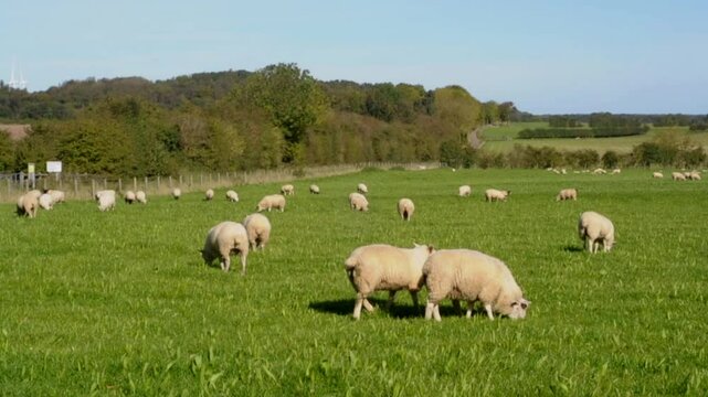 County Durham England UK
Sheep graze the pastures of County Durham