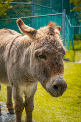 Fototapeta premium Donkey 