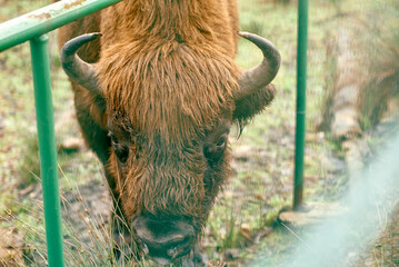 Close-Up of European Bison Behind Fence.