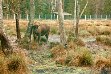 European Bison Standing Among Woodland Trees.