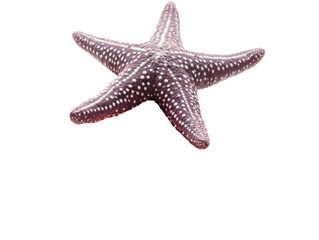 Isolated Purple Starfish