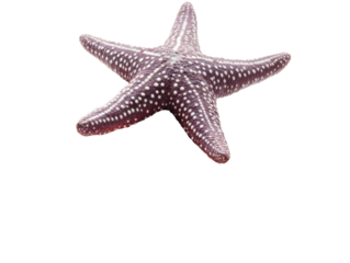 Isolated Purple Starfish