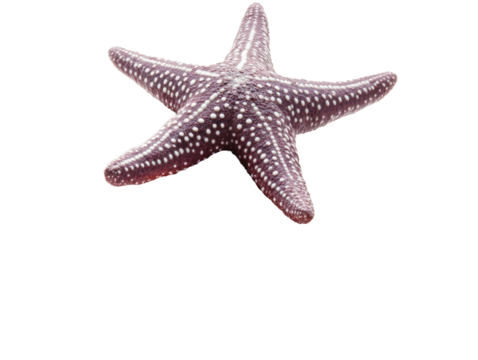 Isolated Purple Starfish - Powered by Adobe