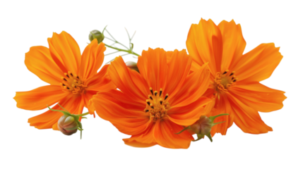 Vibrant orange flowers with soft details isolated on a white background